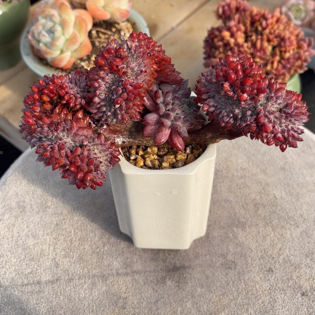 姬小光缀 十五公分 带盆