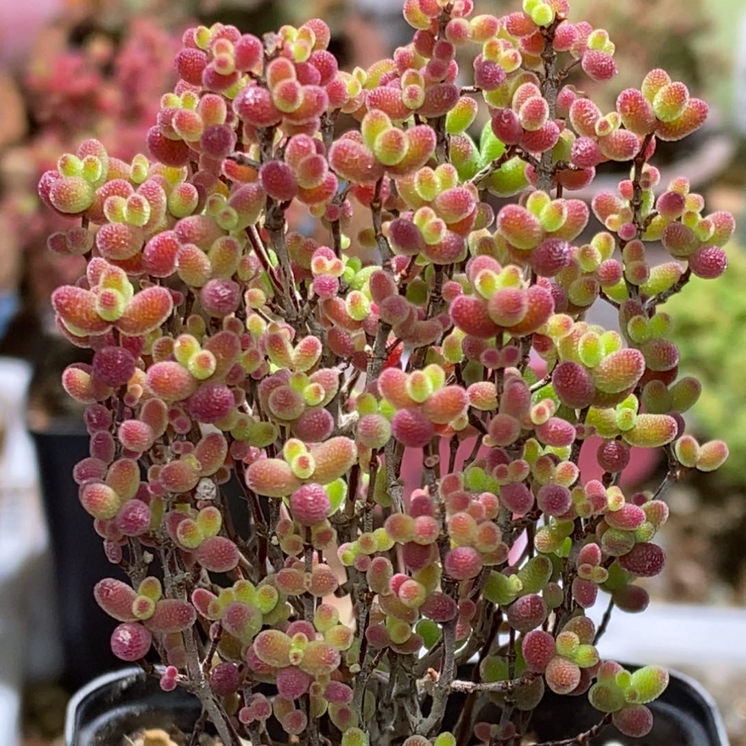 蜜桔糖球枝干番杏A591