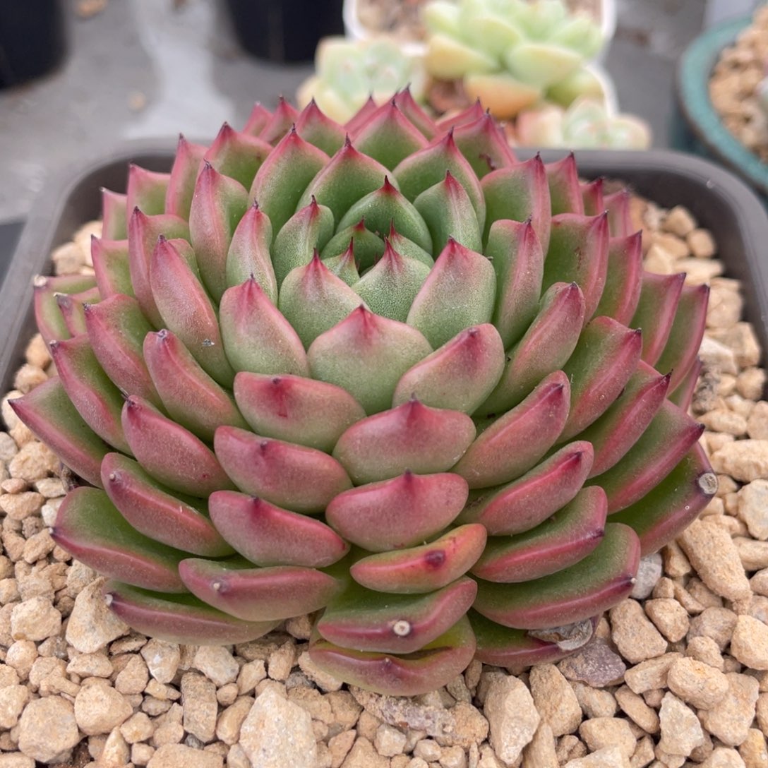 叠叶东云单头满35包邮