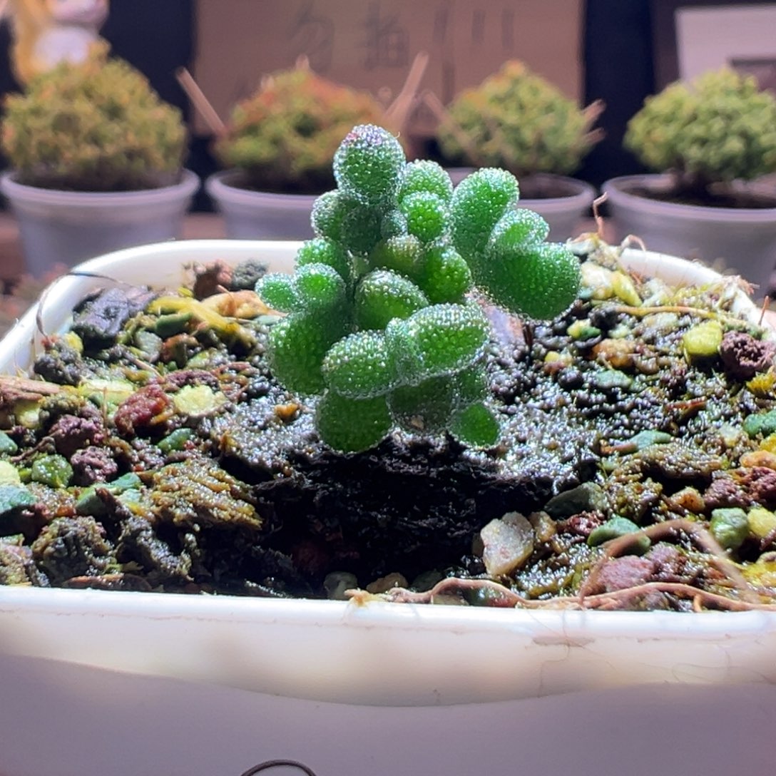 98超级莱斯一物一拍包开箱