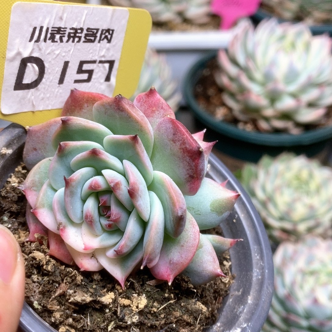 D157锦锦锦锦锦锦