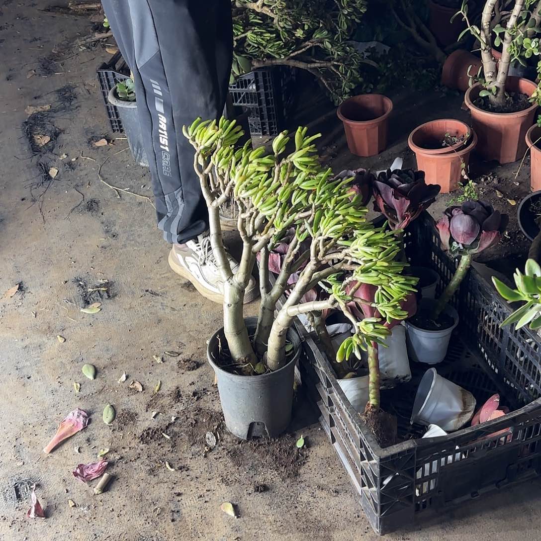 运***身0098吸财树带土球发不售后