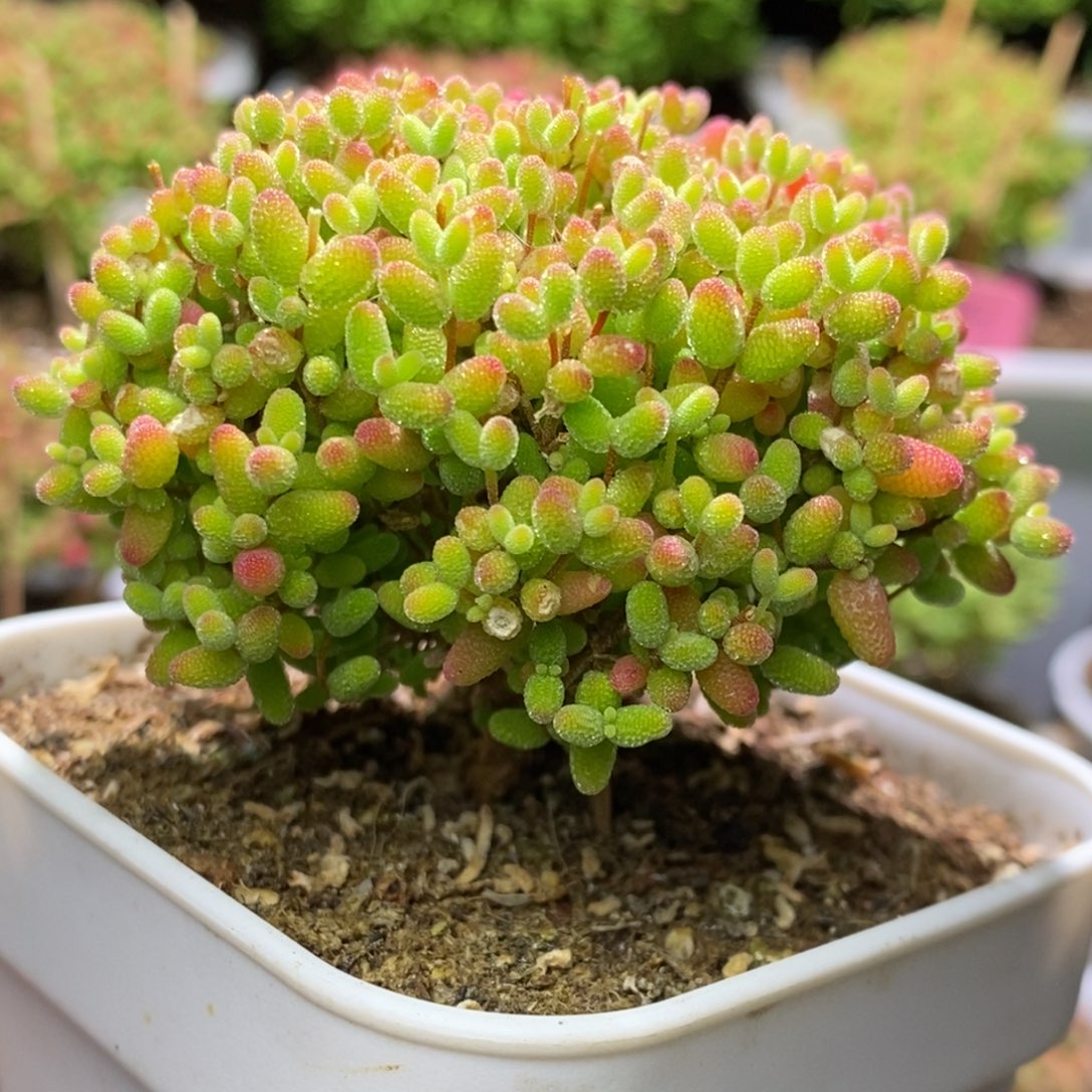 i*p蜜桔糖球枝干番杏A496