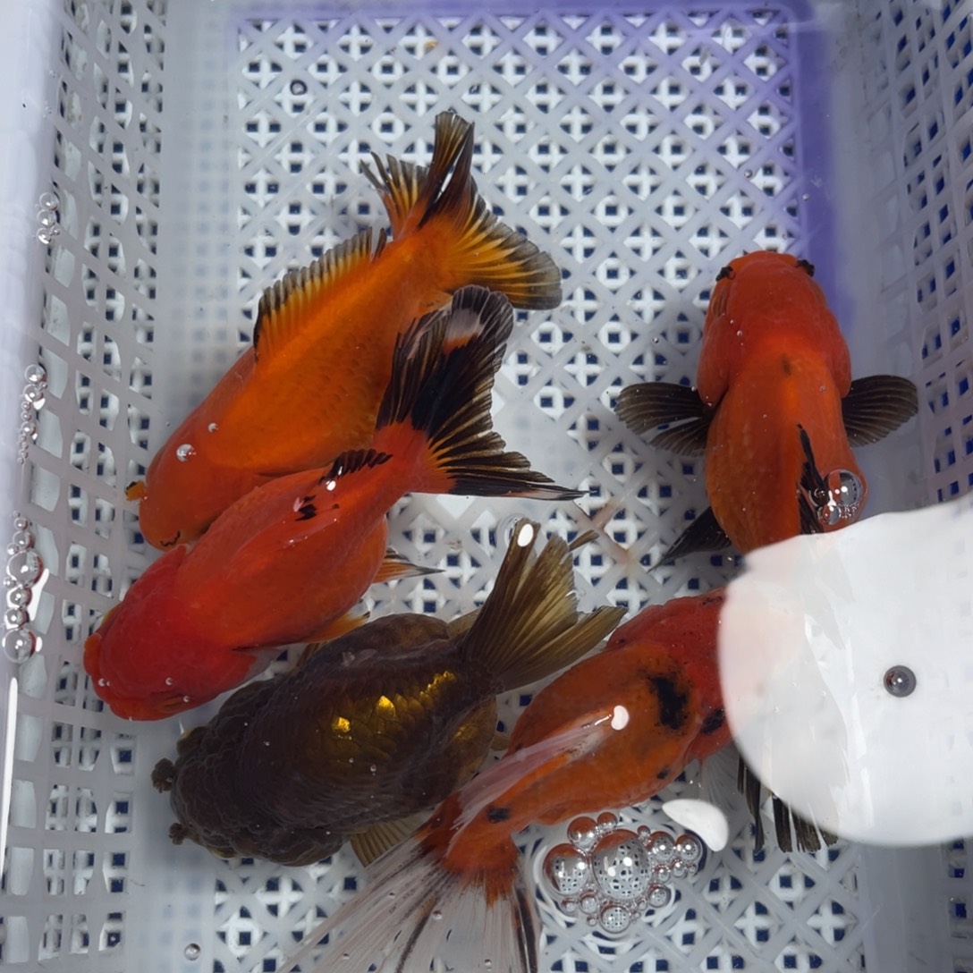 海水鱼花泰狮金鱼19
