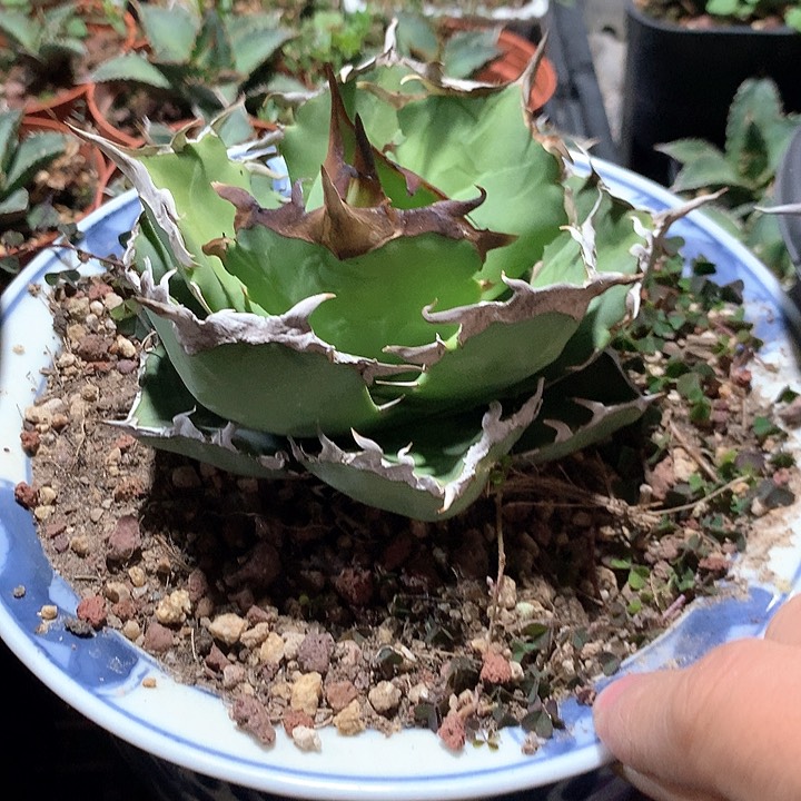 螃蟹仁王冠龙舌兰 裸根发货