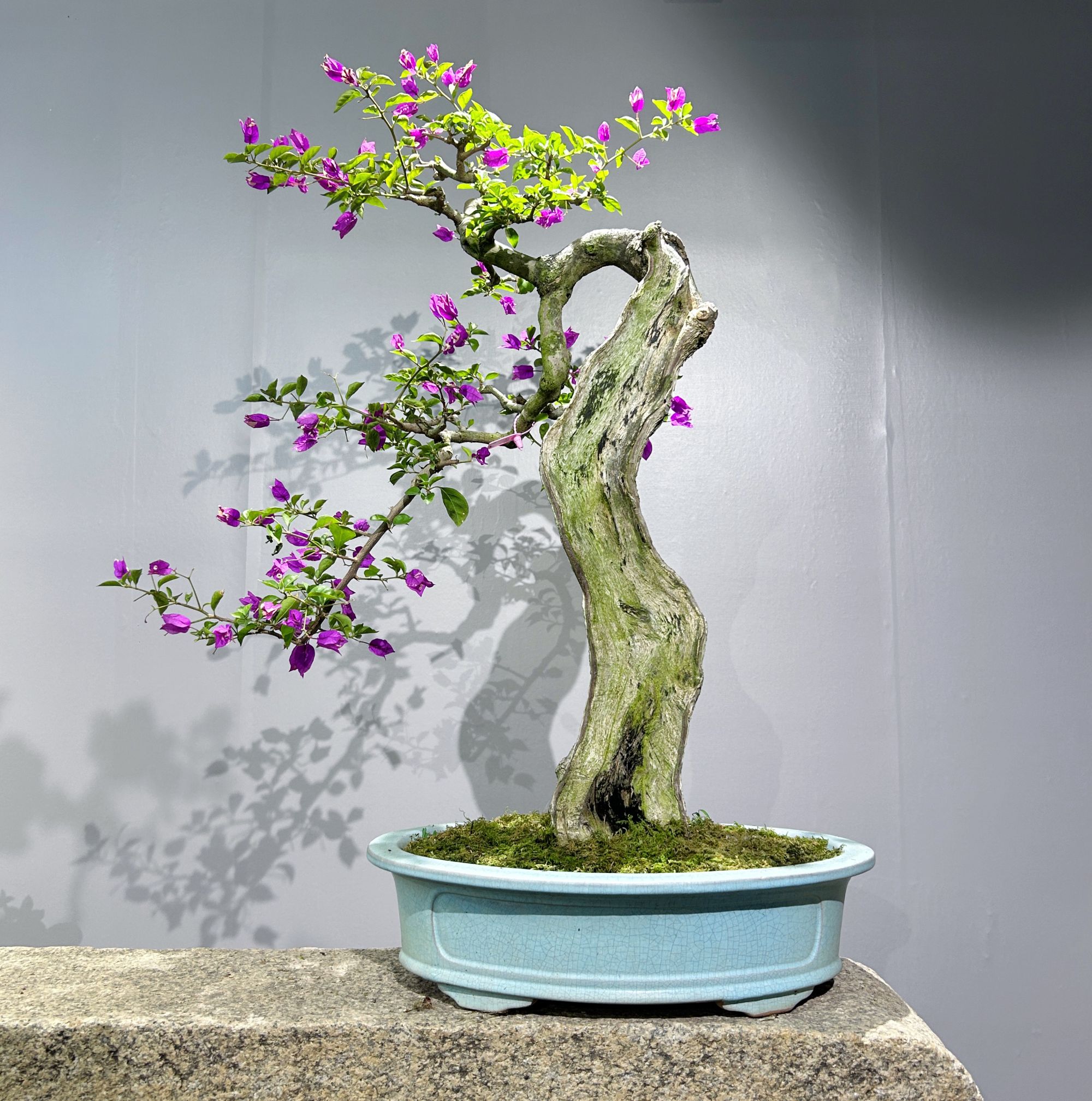 精品老桩半张皮舍利面小叶紫三角梅盆景阳台室内茶空间造景摆放