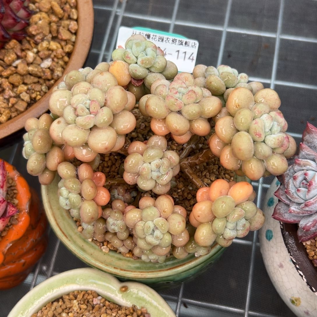 多肉一物一拍0204-114