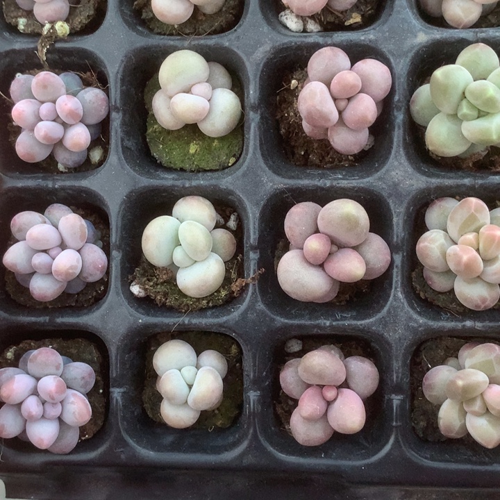 彩虹。 咖啡。蛋黄。 樱花 乘以4。包邮 