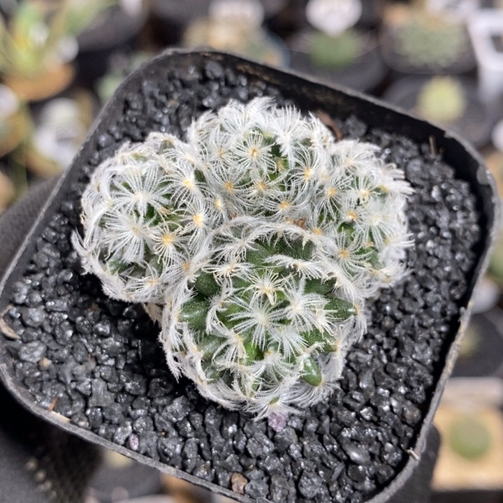 实生杜威丸群生570号4cm