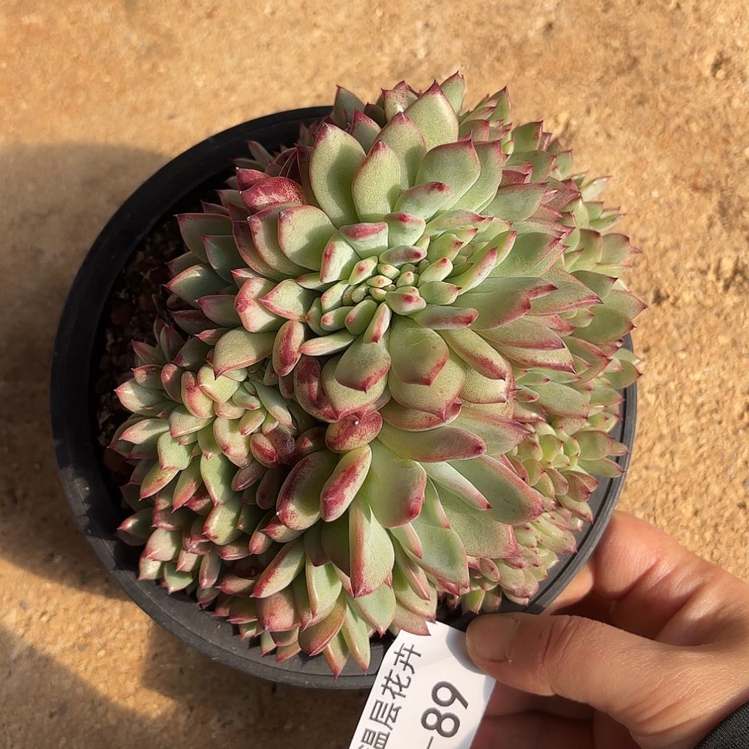 同温层多肉拉糖缀89