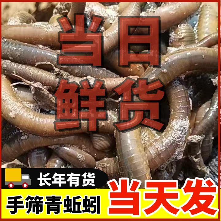 特大黄鳝蚯蚓活物活饵活体钓鱼野生诱饵鳝鱼鲜活饵料垂钓鱼饵