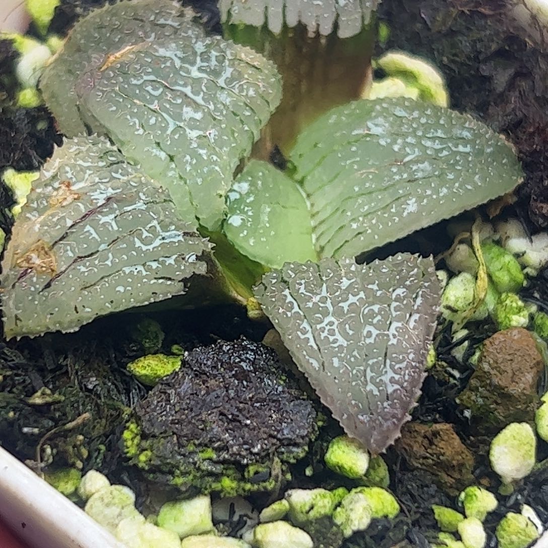 天空之镜锦十二卷多肉植物