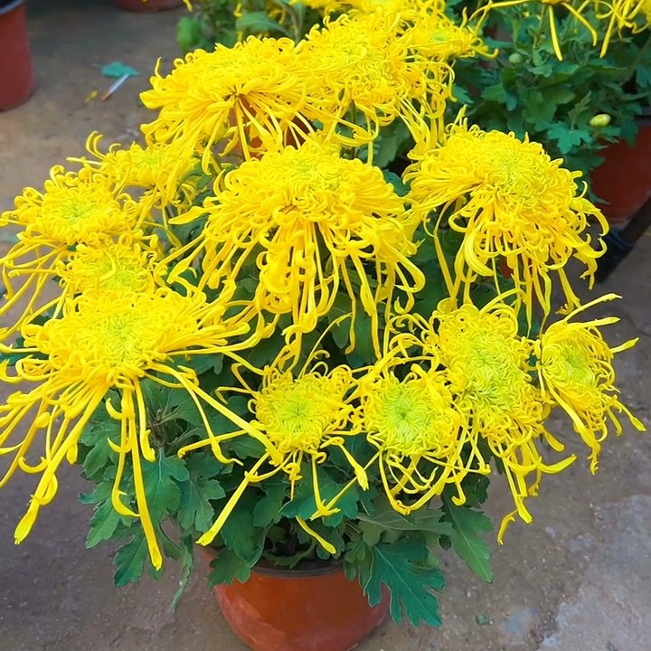 金丝麦浪（能泡水喝）成品九月大菊原盆原土耐寒耐热多年生花卉