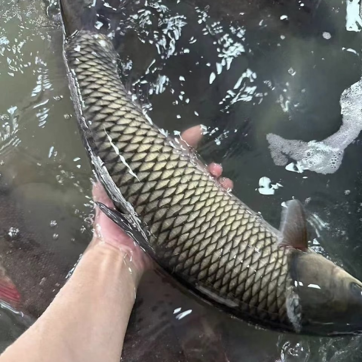 东北冷水草根鱼嘎嘎好吃5斤-20斤一条