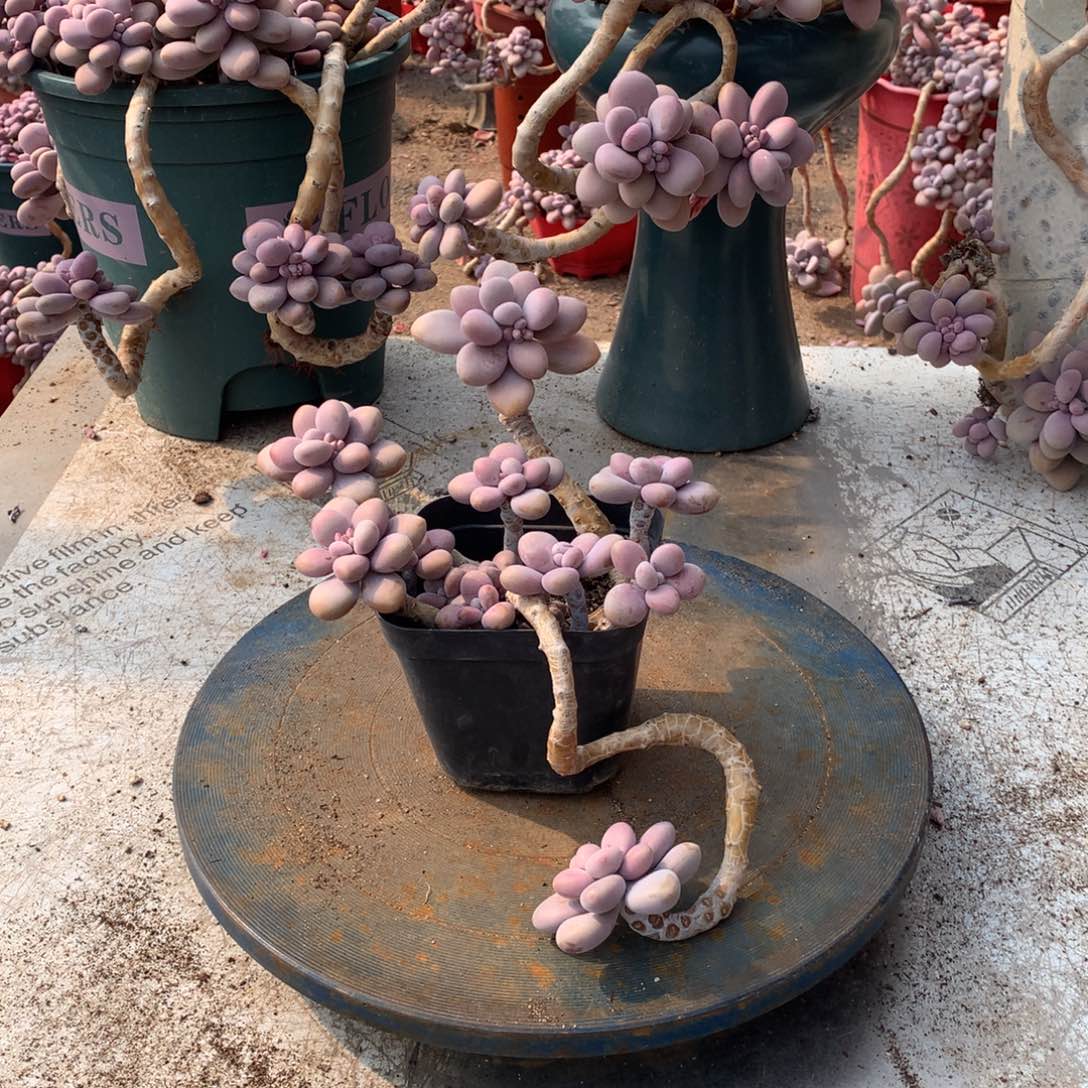 15一物一拍桃蛋老桩