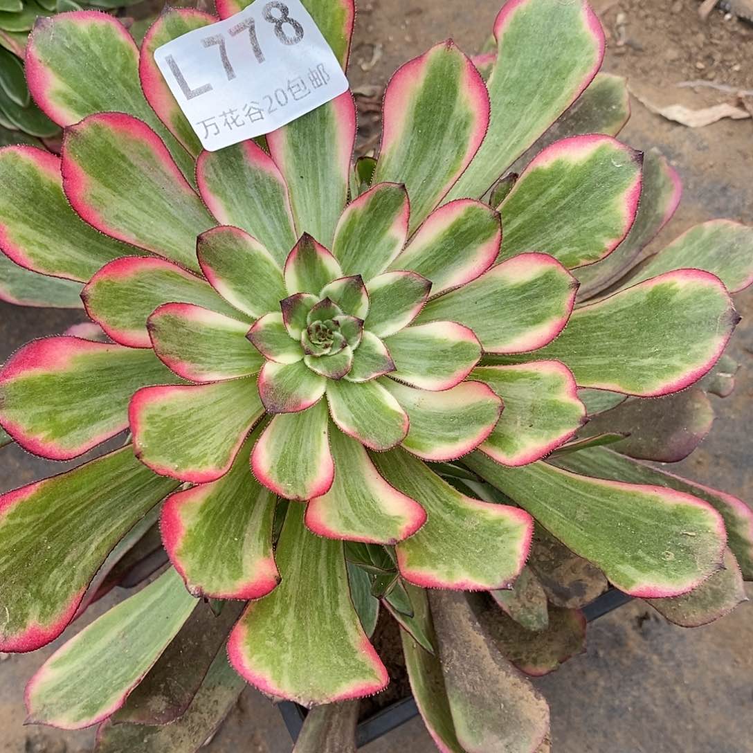 778烟花多肉植物