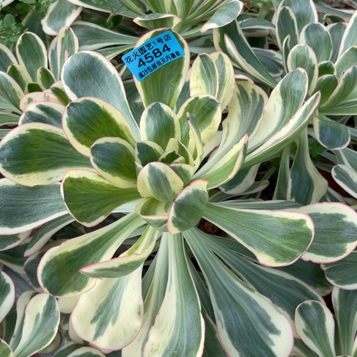 艳资4584多肉植物