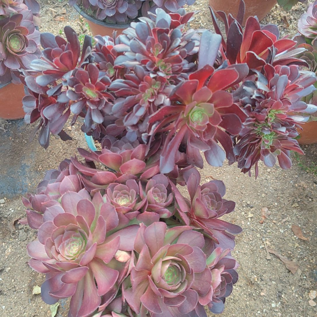 组合多肉植物法师
