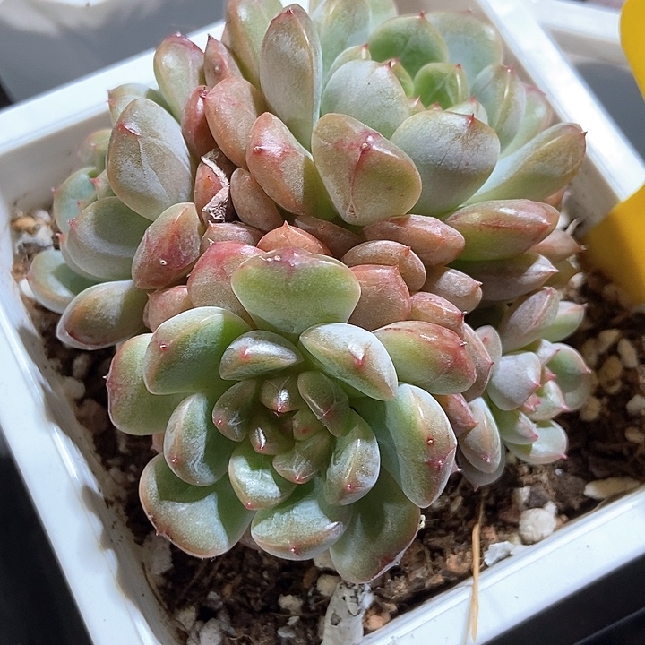 多肉植物糖果珍妮898多肉