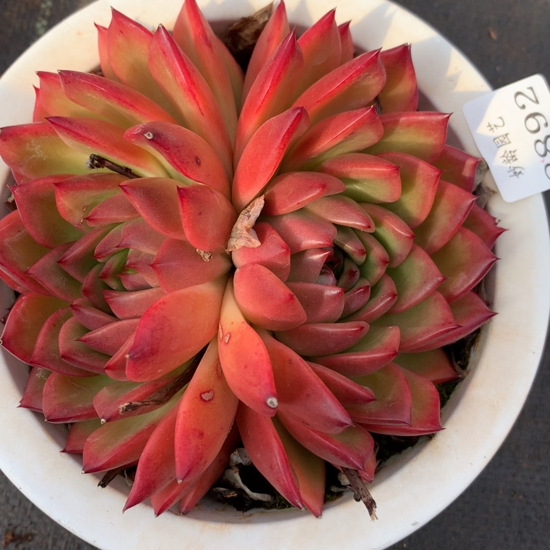 8892杂交多肉老桩