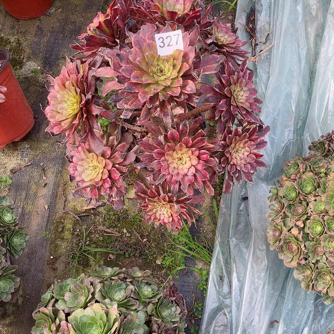 用****8多肉植物美亚327