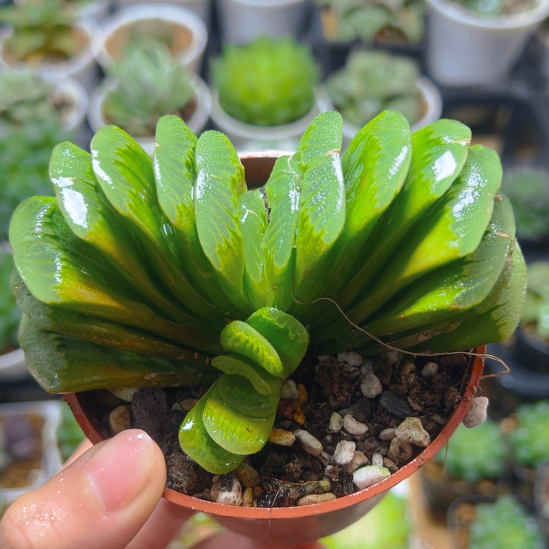 翡翠玉扇多肉多肉多肉1