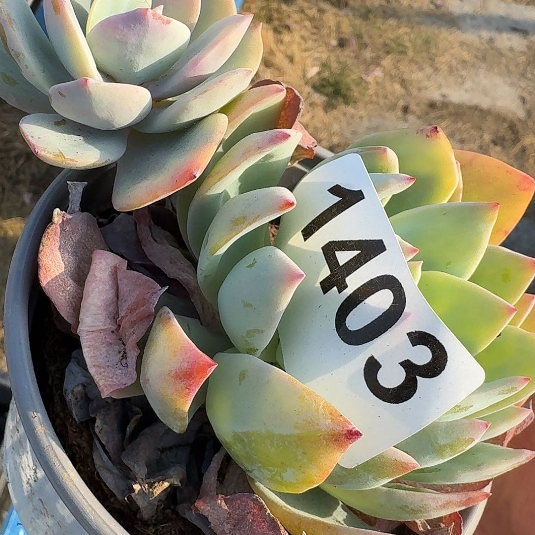 夏*3464646646464646464