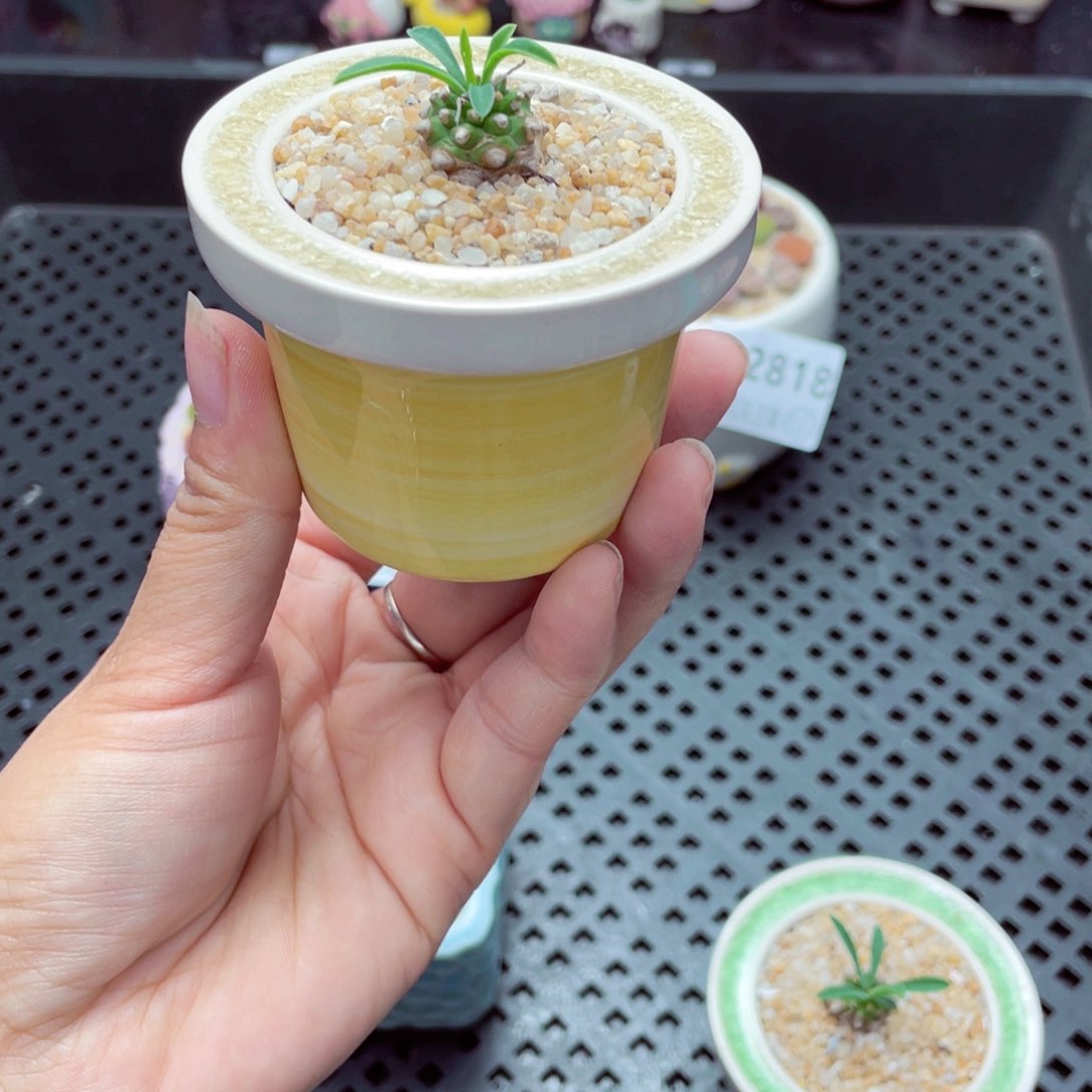 w2823 带盆土发货一物一拍