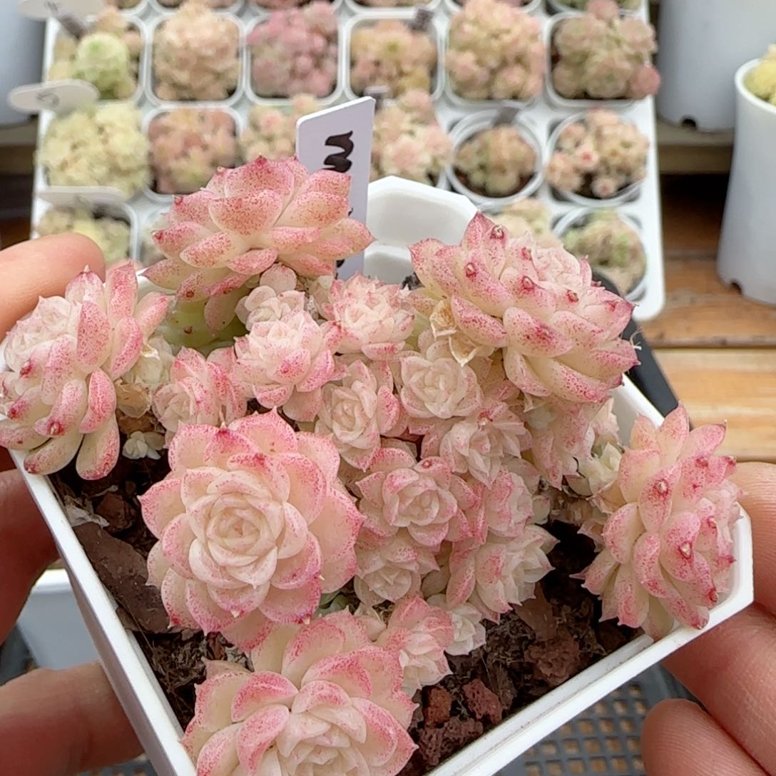 【闪购商品】0209-24（m1-455-2）