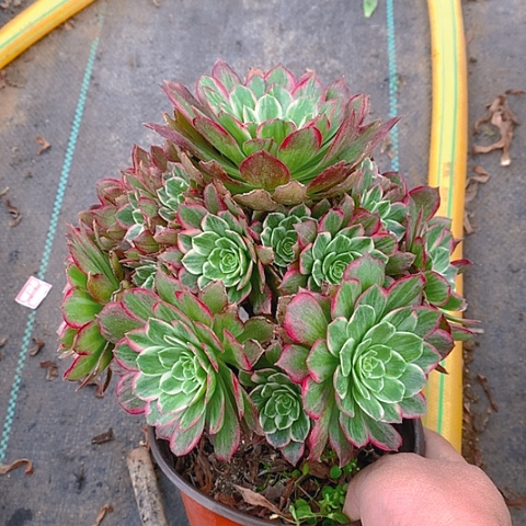 501莲花多肉植物