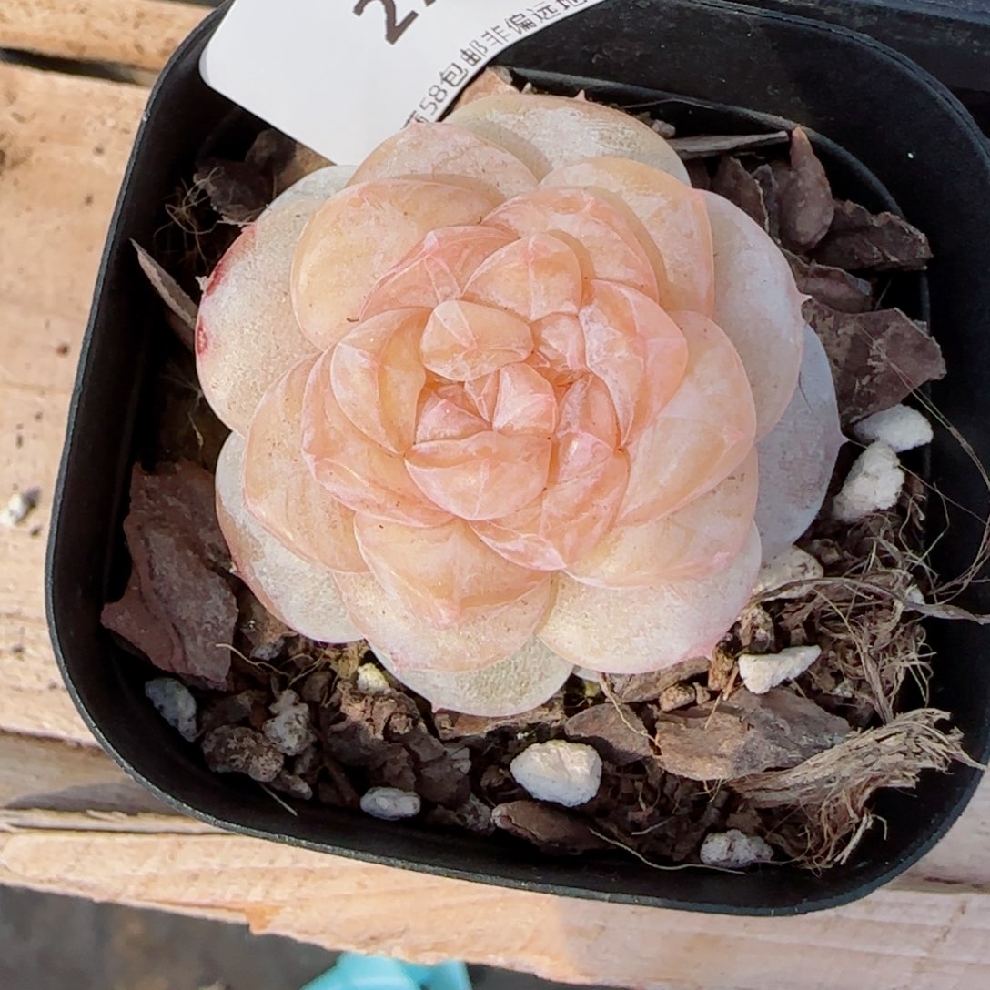 双心冰奶糖，2748多肉