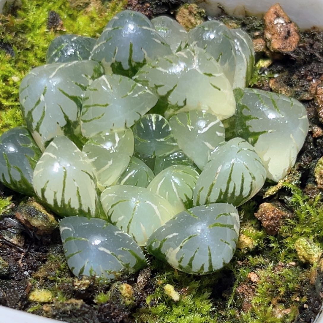 日***海恭喜发财大吉大利0885