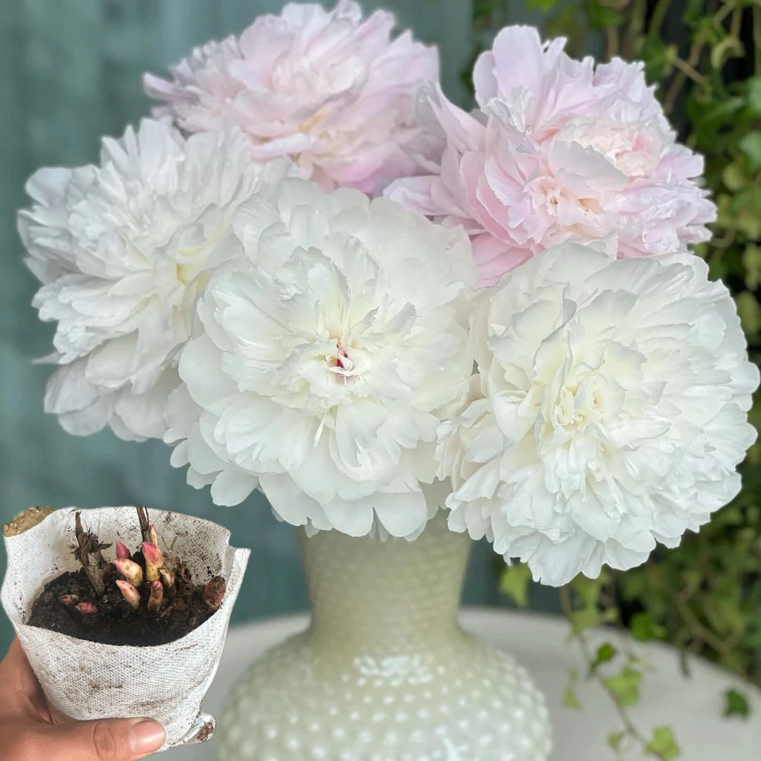 杨妃出浴（培育袋带土发货）正宗重瓣观赏芍药苗山东菏泽基地直发