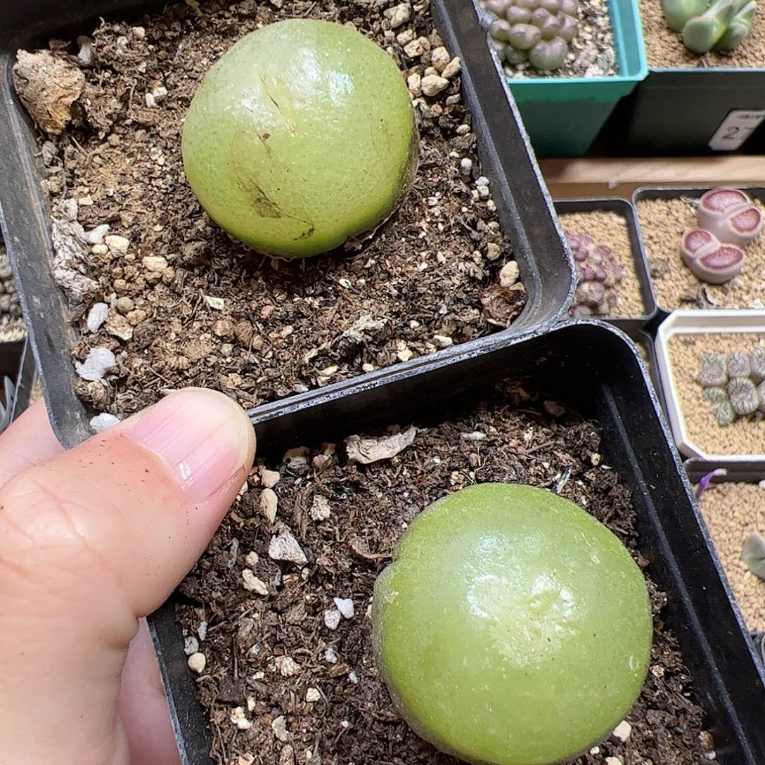 【闪购商品】313国庆福利