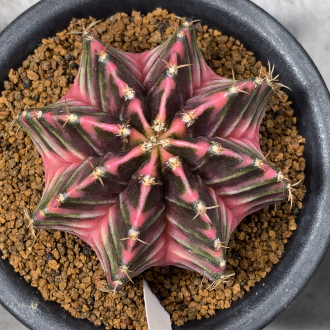 当前无花朵，栽培后可花朵粉臀规律v背锦