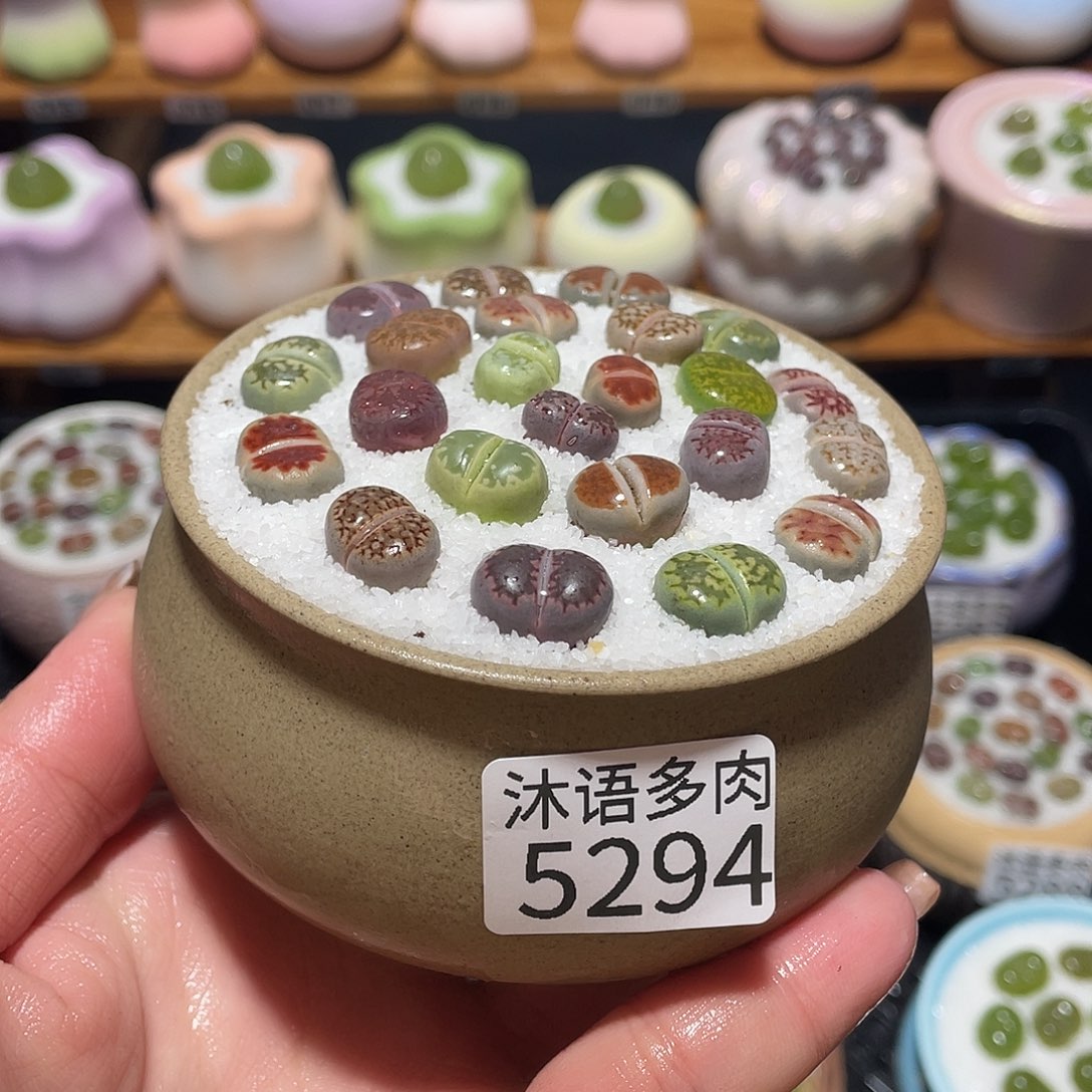 带盆土植物 一物一拍5294