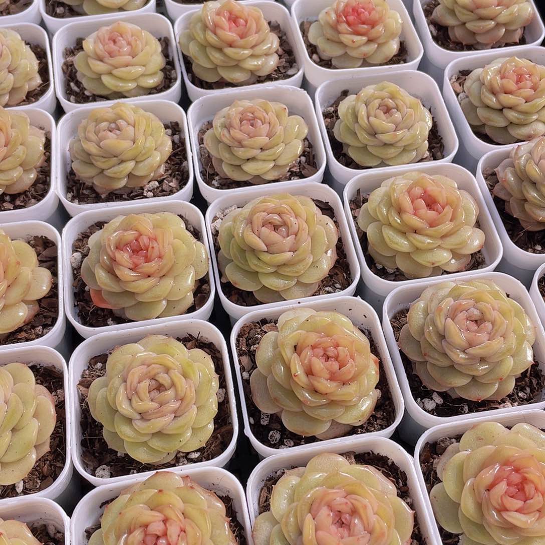 量拍129号 白烁珍妮单头一个