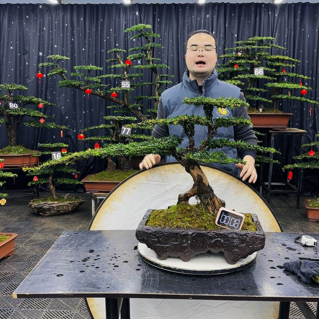 松树柏树造型盆景