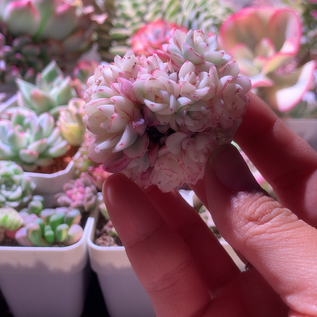 奶油黄桃宽覆轮锦无根