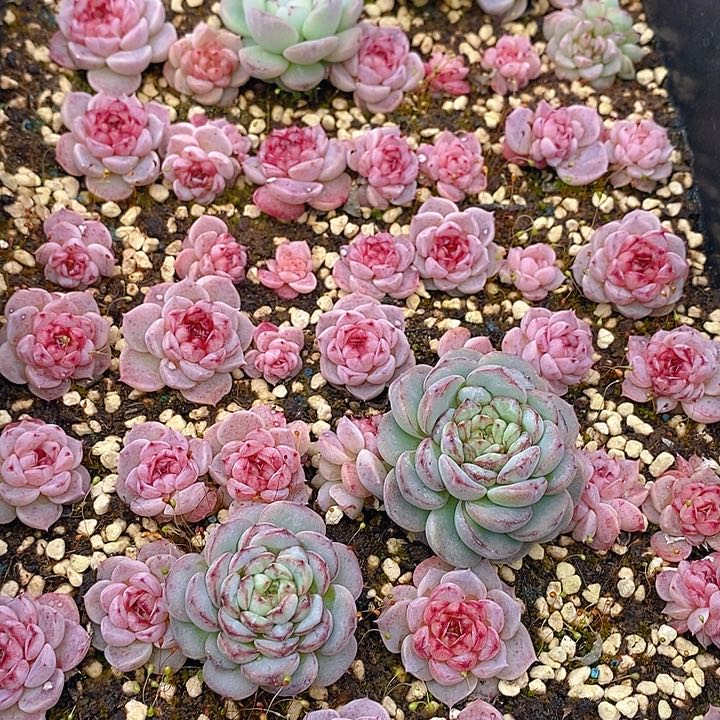 286 多肉植物盆栽花卉植物