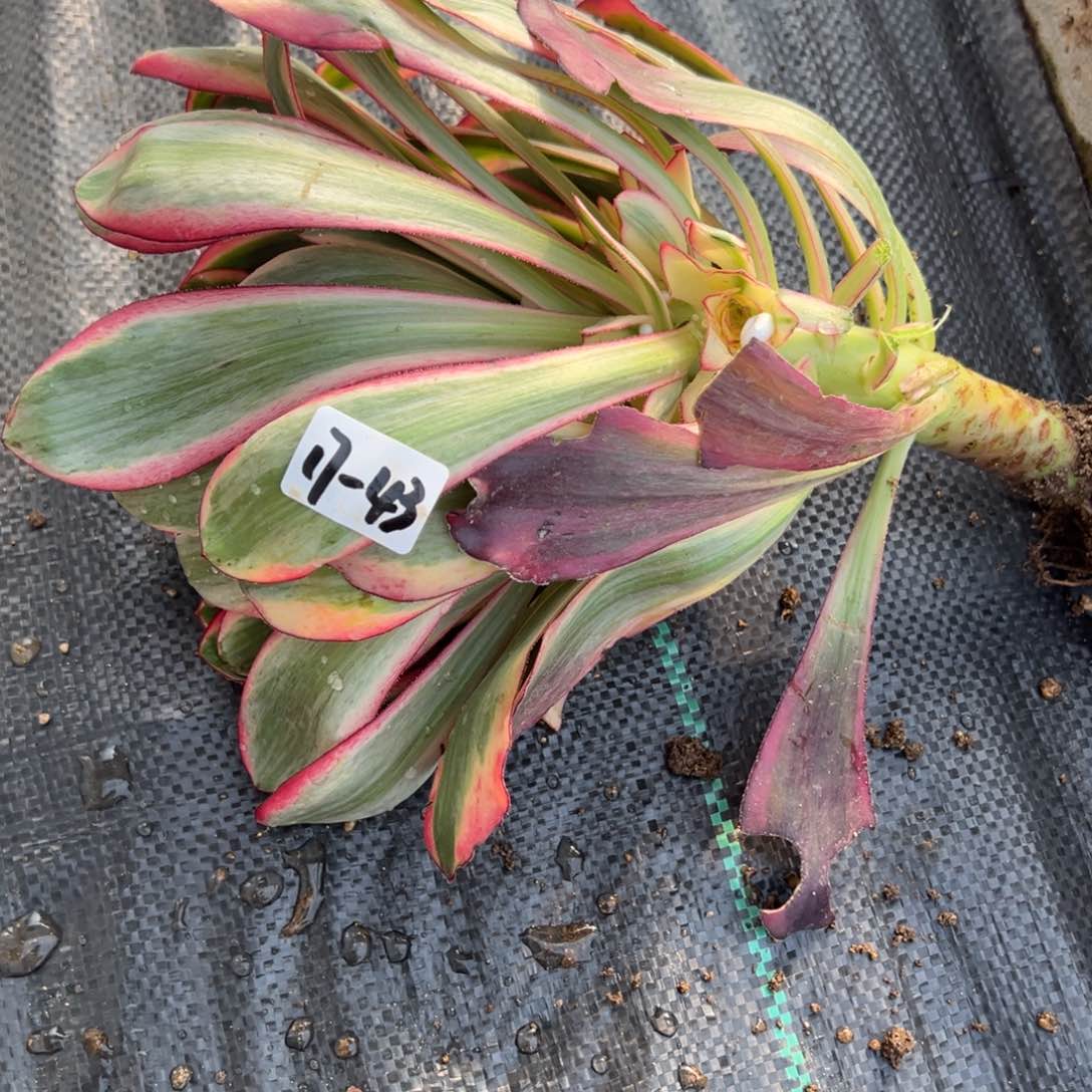 43爱丽丝原始种多肉植物