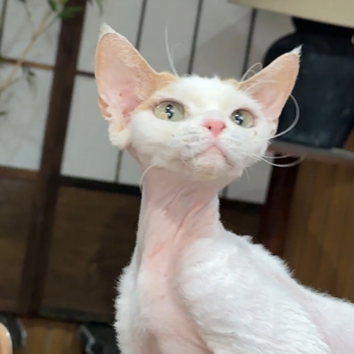 乳白樊色德文卷毛妹妹