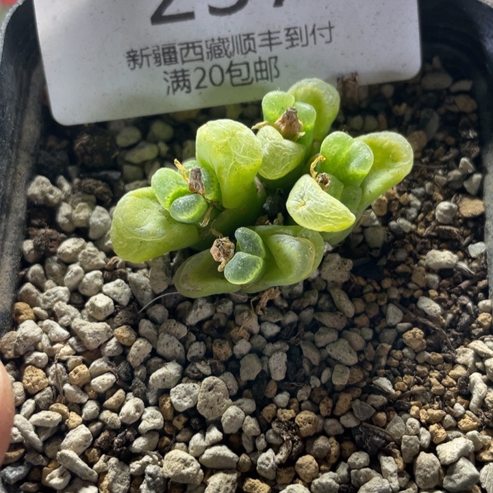 佳人园艺上福利啦风玲237