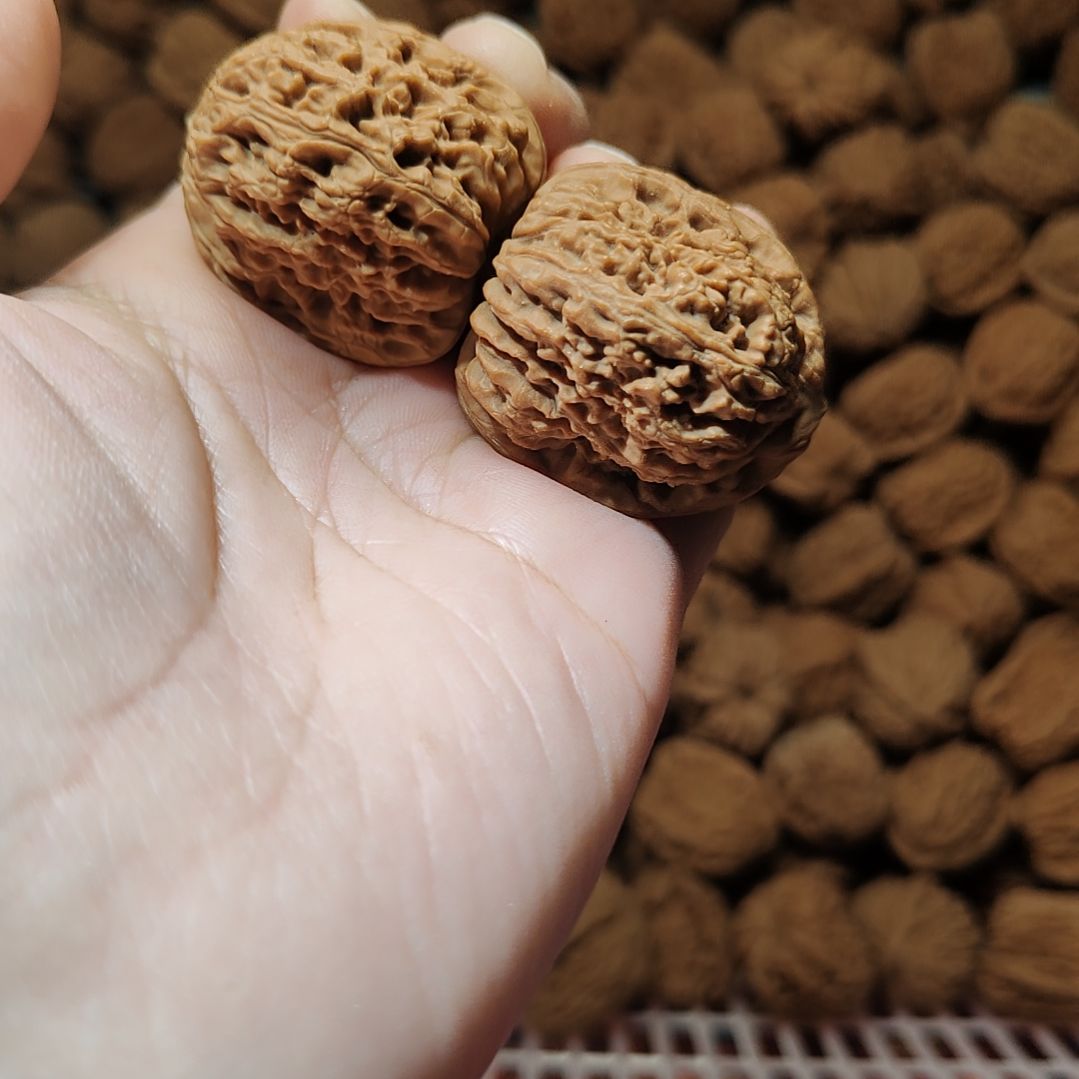 南疆石狮子头一物一图