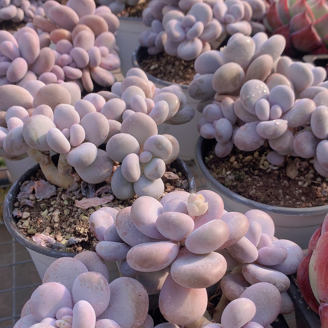 大号奶酪345678889999