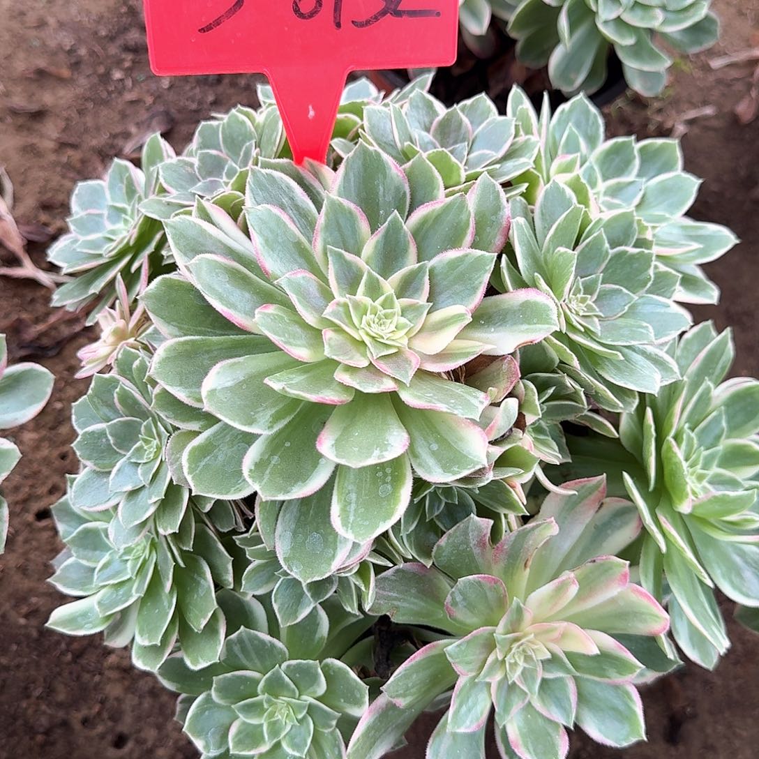 3-8132万花筒多肉法师