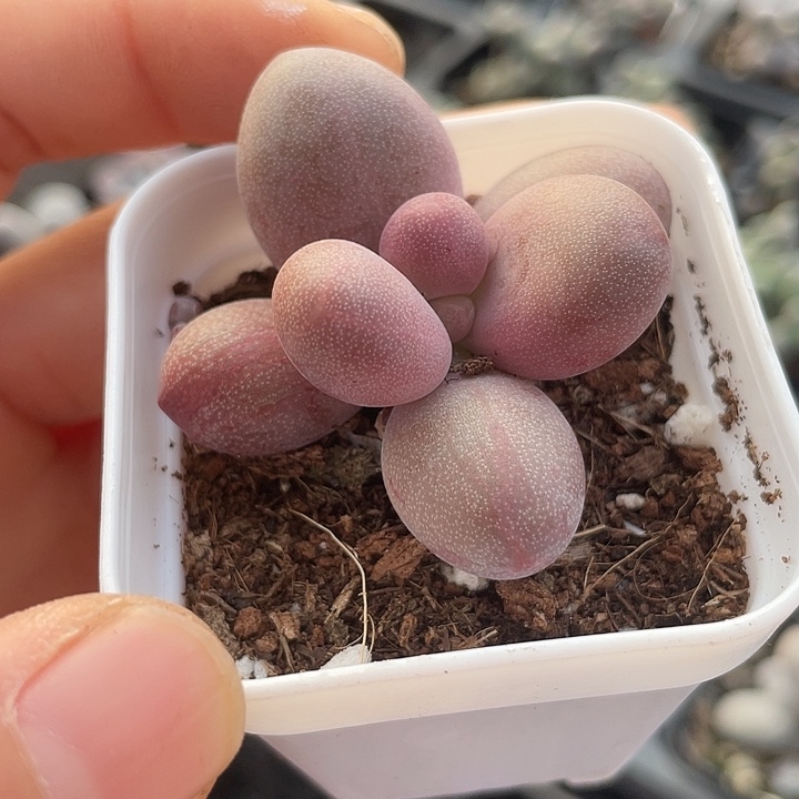 一物一拍满18包邮