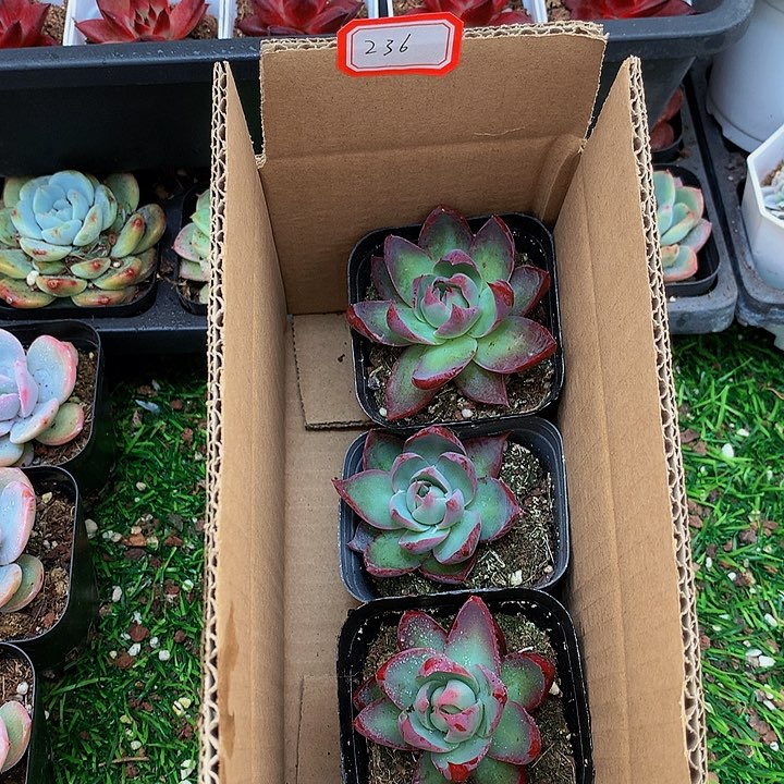 A236惊鸿仙子多肉