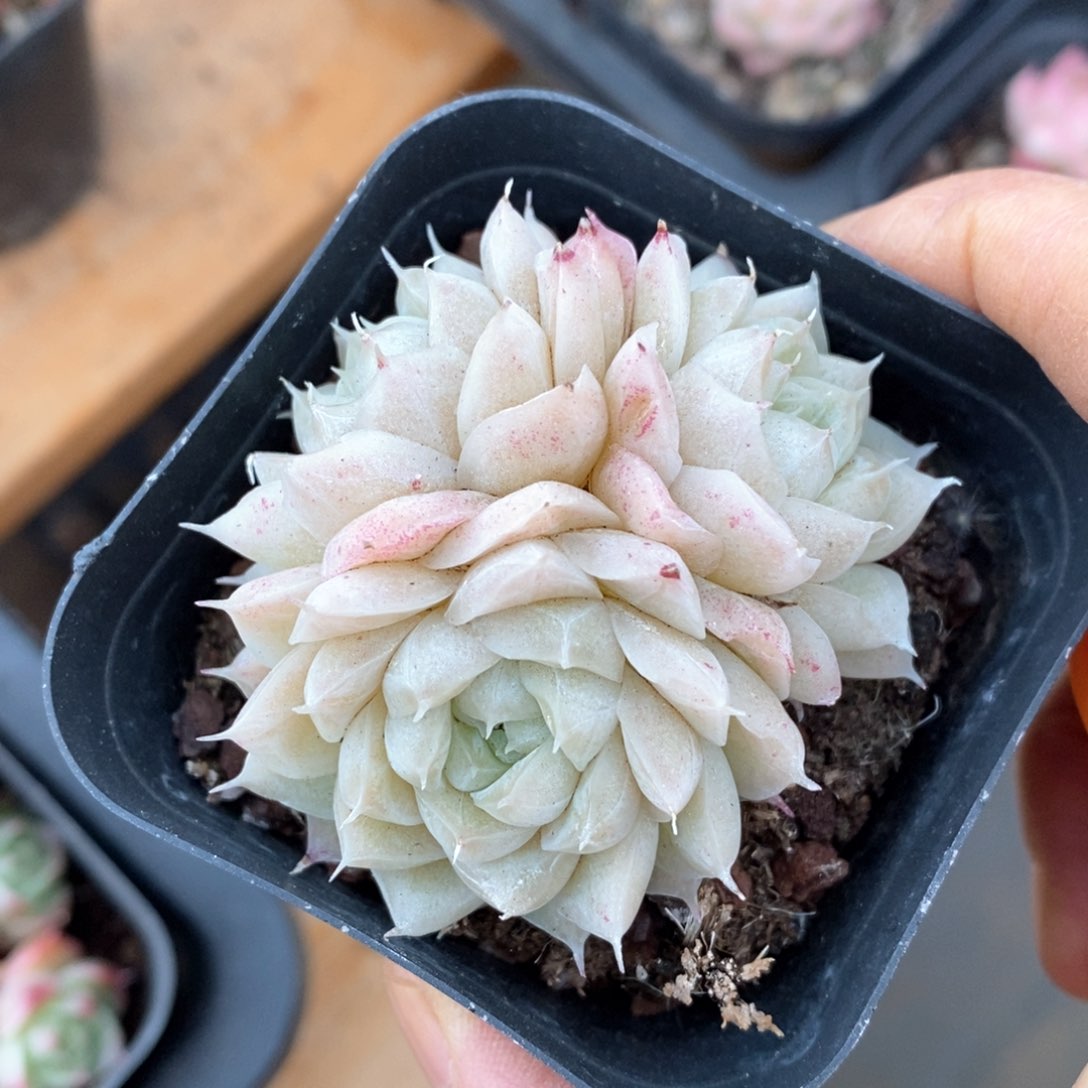 精品多肉一物一拍不包整333