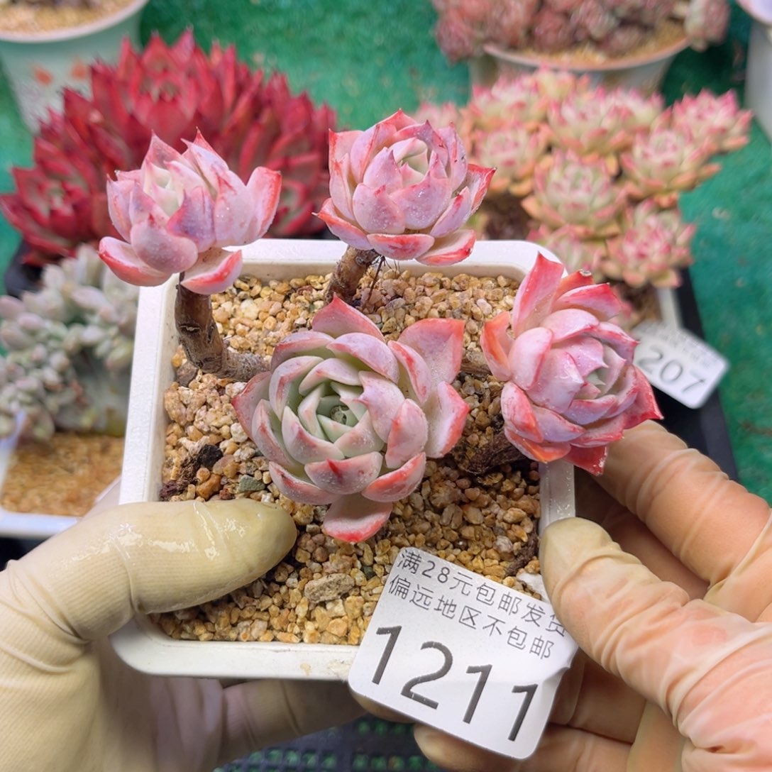 大1211。b x b vv b n m